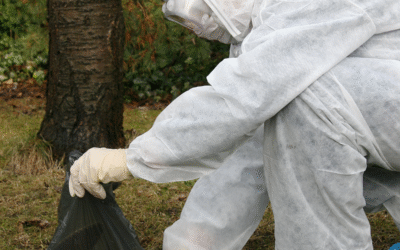 Animaux morts sur la voie publique : que faire ?